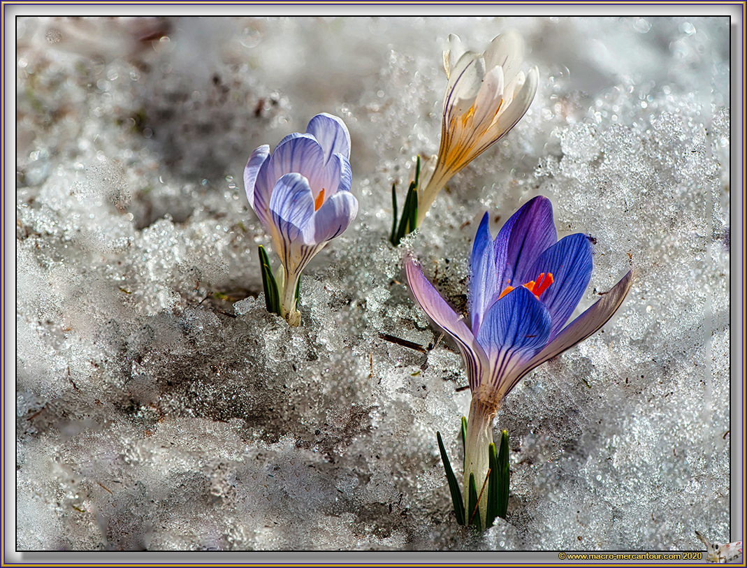 Crocus Versicolor